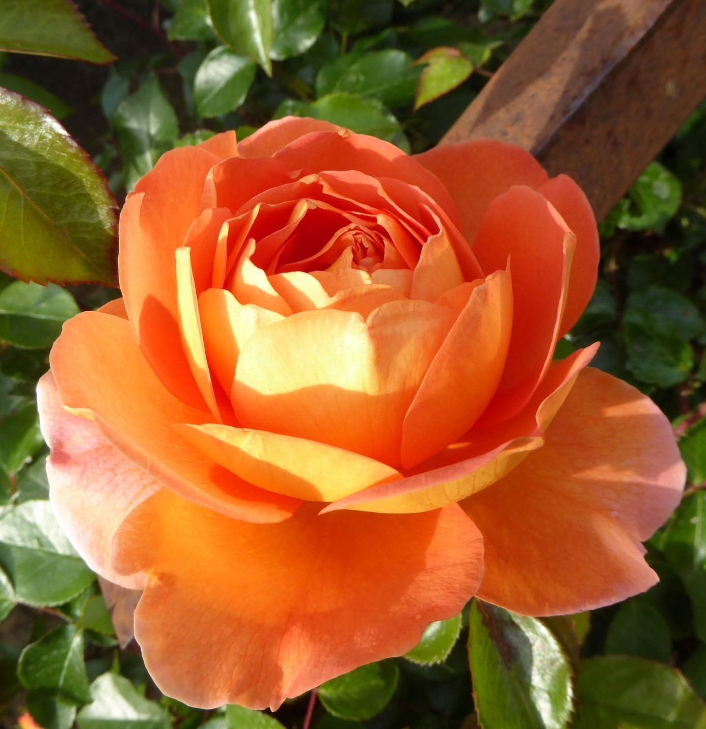 Čajová ruža Just Joey®